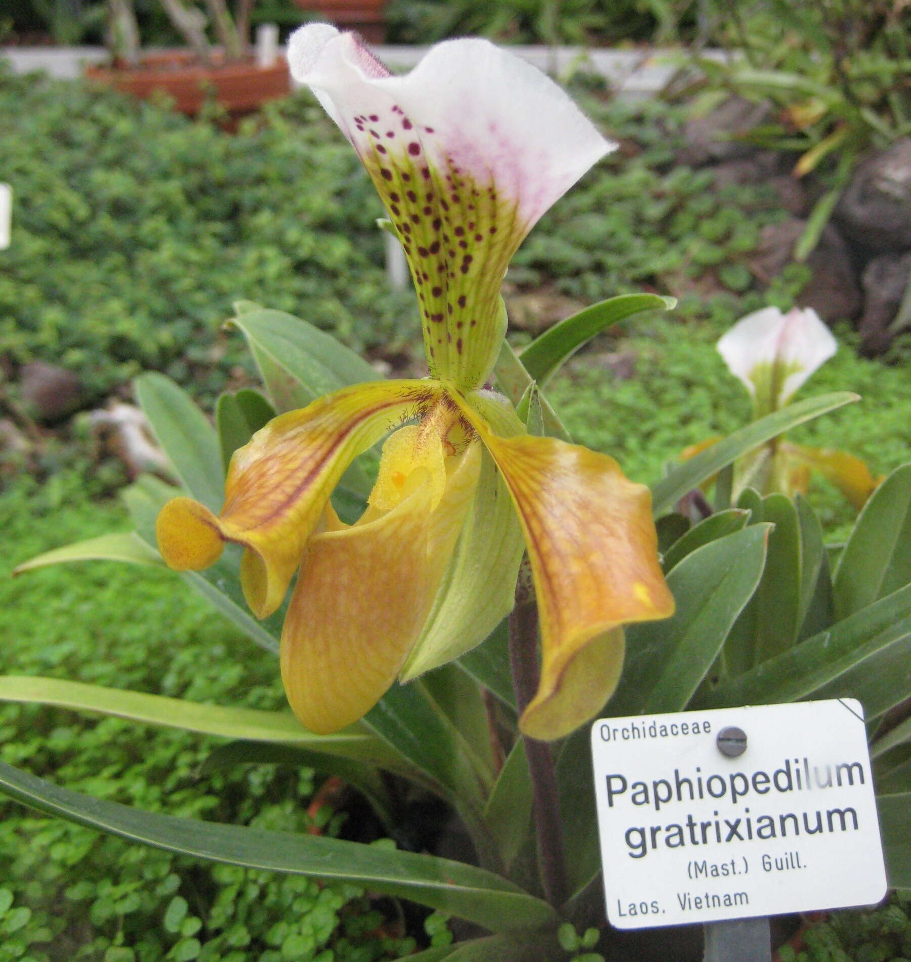 Слика од Paphiopedilum gratrixianum Rolfe