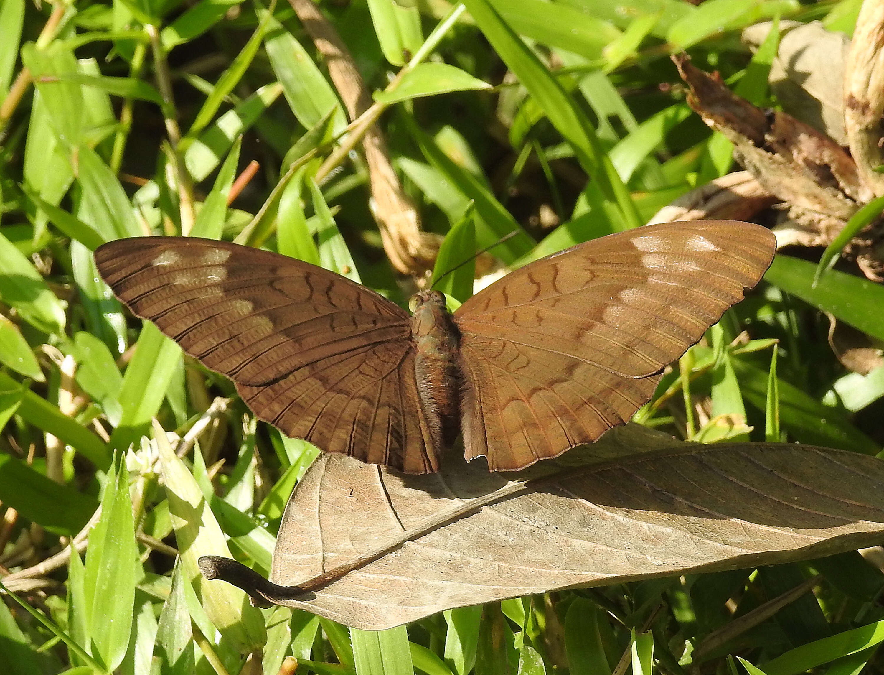 Image of Euthalia alpheda Godart 1823