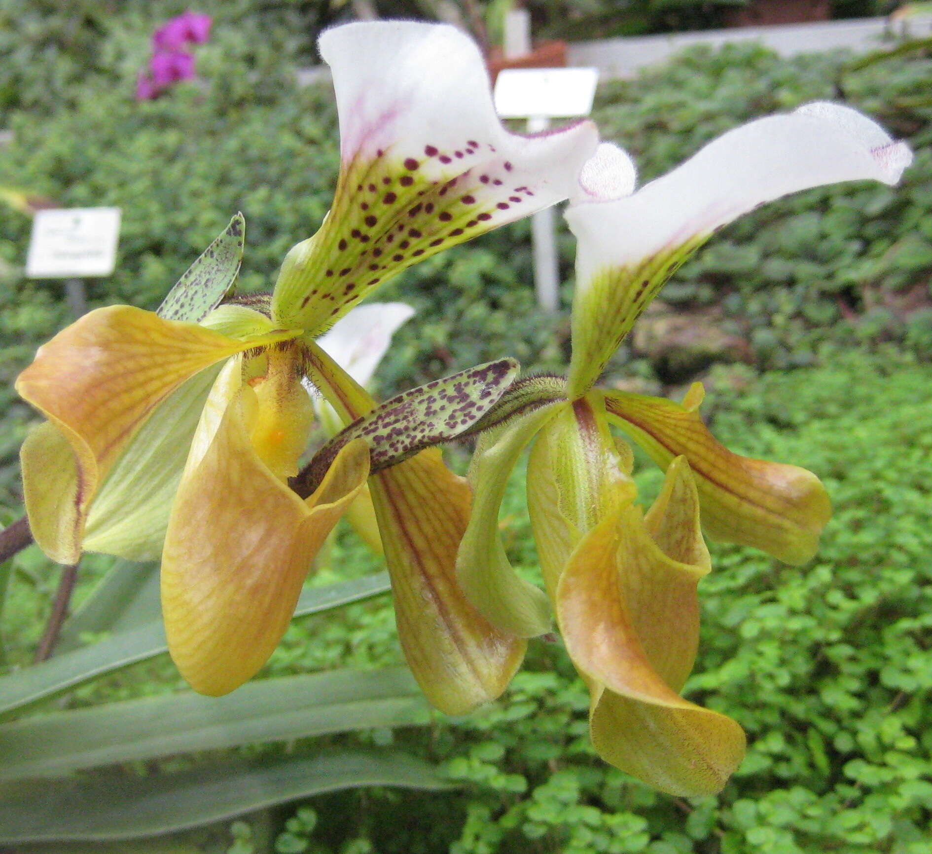 Image de Paphiopedilum gratrixianum Rolfe