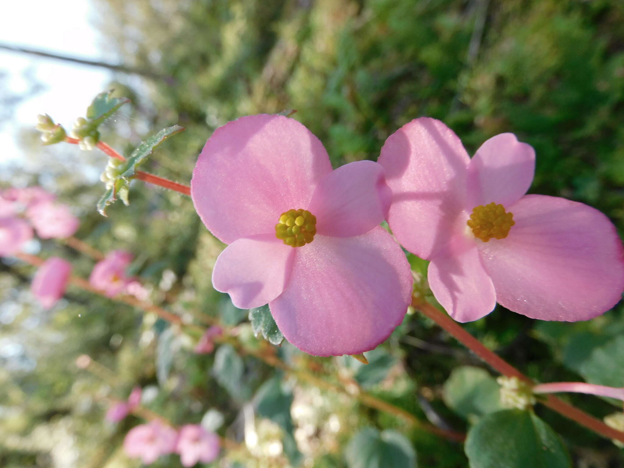 Image of Begonia bulbillifera Link & Otto