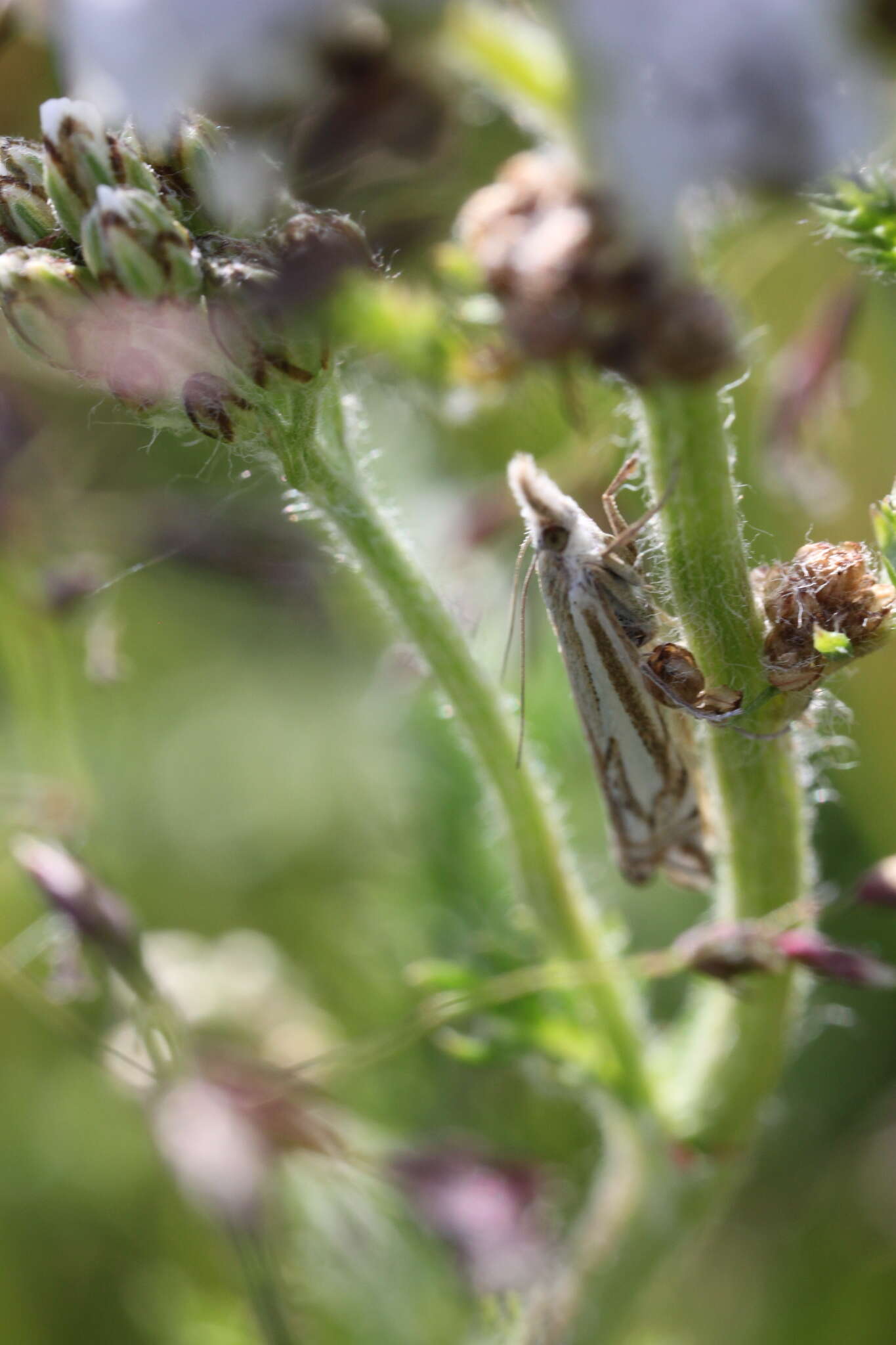 Image of Whitmer's Sod Webworm Moth