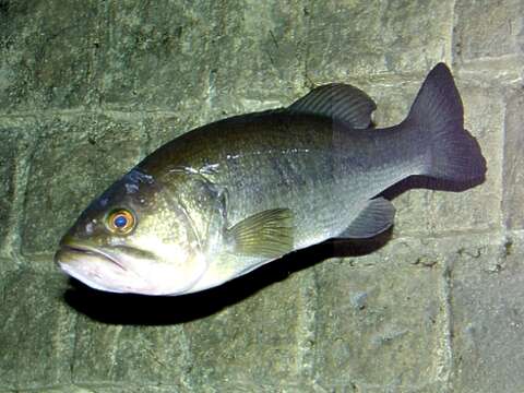 Image of black bass