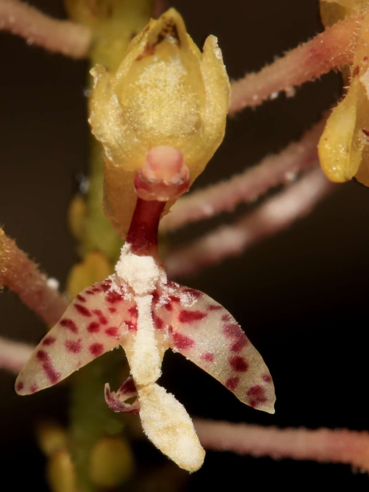 Image de Mycaranthes oblitterata Blume