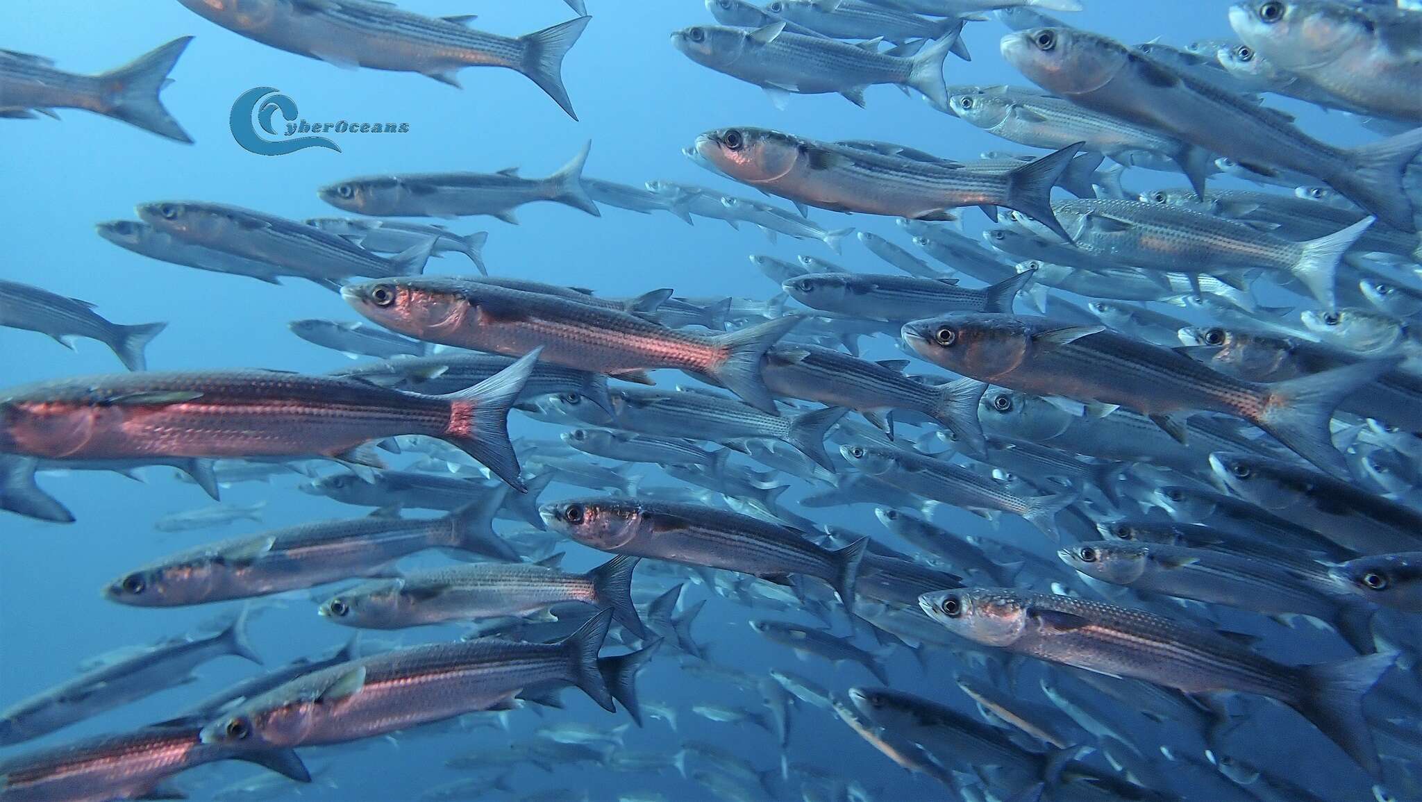 Image of Grey Mullet