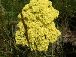 Слика од Crassula alba Forsk.