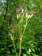 Saussurea latifolia Ledeb. resmi