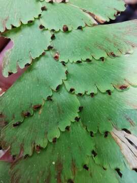 Adiantum polyphyllum Willd.的圖片