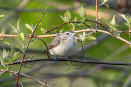 Image of Vireo gilvus gilvus (Vieillot 1808)