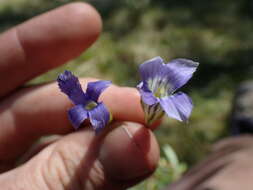 Image of One-Flower Fringed-Gentian