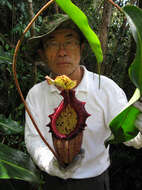 Image of Leopard pitcher-plant