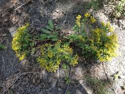 Image of shale barren buckwheat