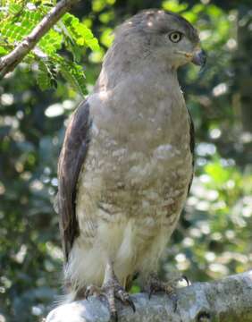 Image of Fasciated Snake-Eagle