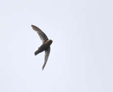 Image of Chestnut-collared Swift