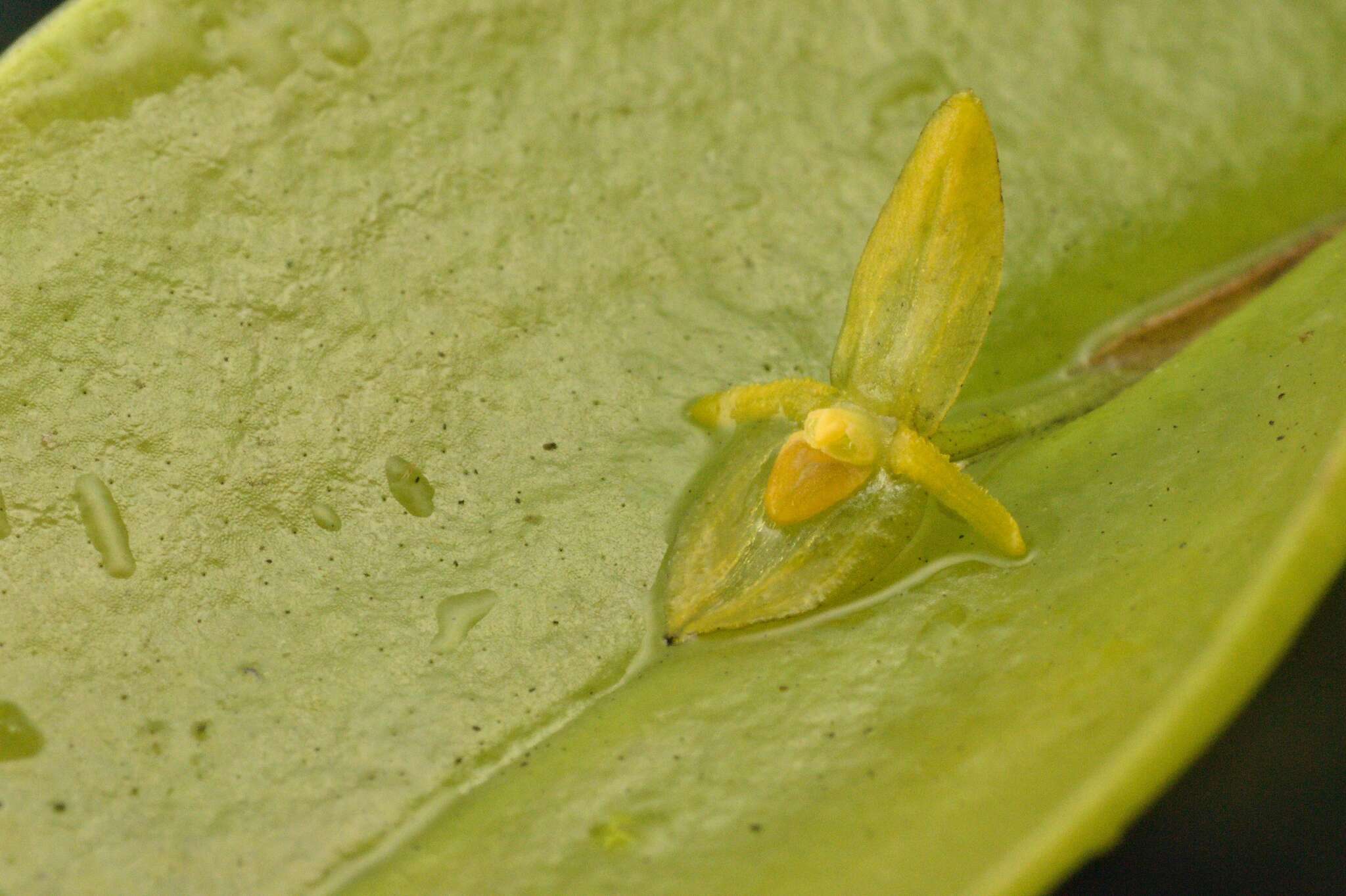 Image of Pleurothallis homalantha Schltr.