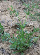 Image of Valerianella uncinata (Bieb.) Dufresne