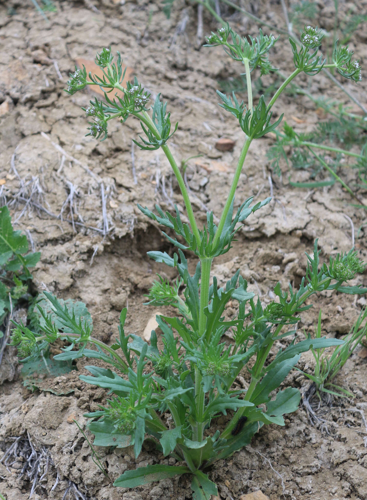 Image of Valerianella uncinata (Bieb.) Dufresne