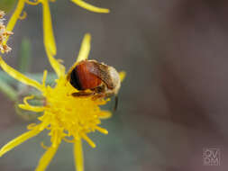 Image of Alloscirtetica basirufa (Brèthes 1910)