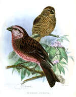 Слика од Carpodacus edwardsii Verreaux & J 1871