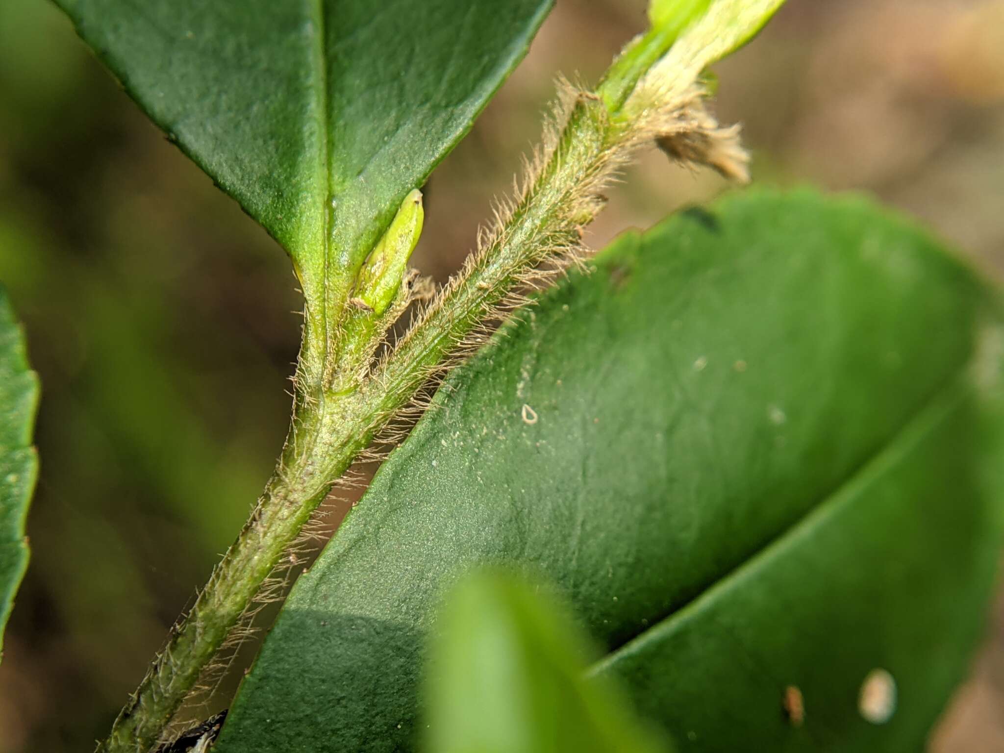 Image de Eurya leptophylla Hayata