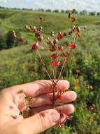 Слика од Euphorbia microcarpa (Prokh.) Krylov