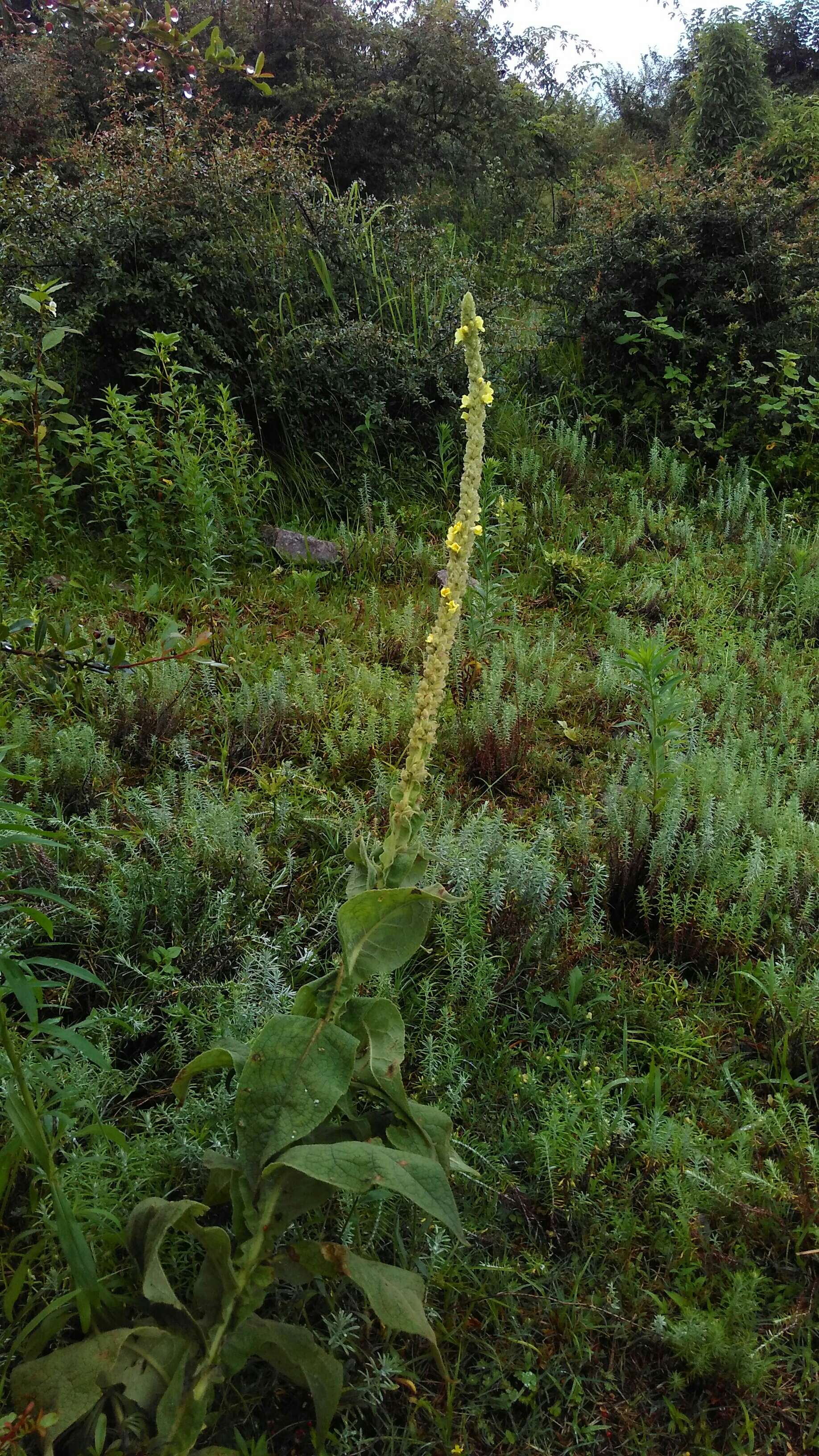 Image of Great Mullein