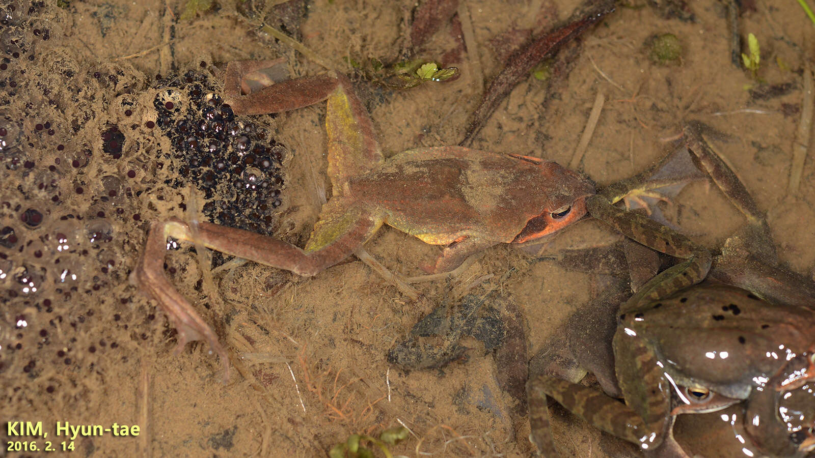 Image of Rana uenoi Matsui 2014