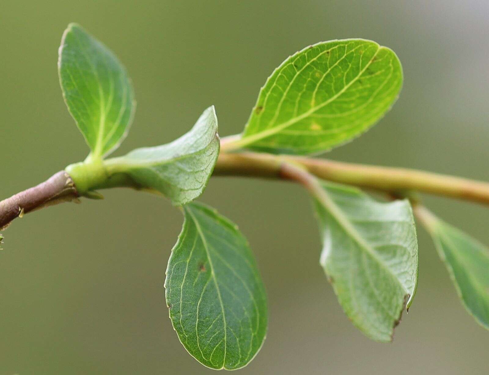 Image of Blunt-leaved Willow