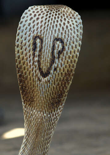 Image of Indian cobra