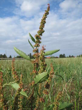 Imagem de Rumex obtusifolius L.