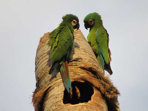 Image of Chestnut-fronted Macaw