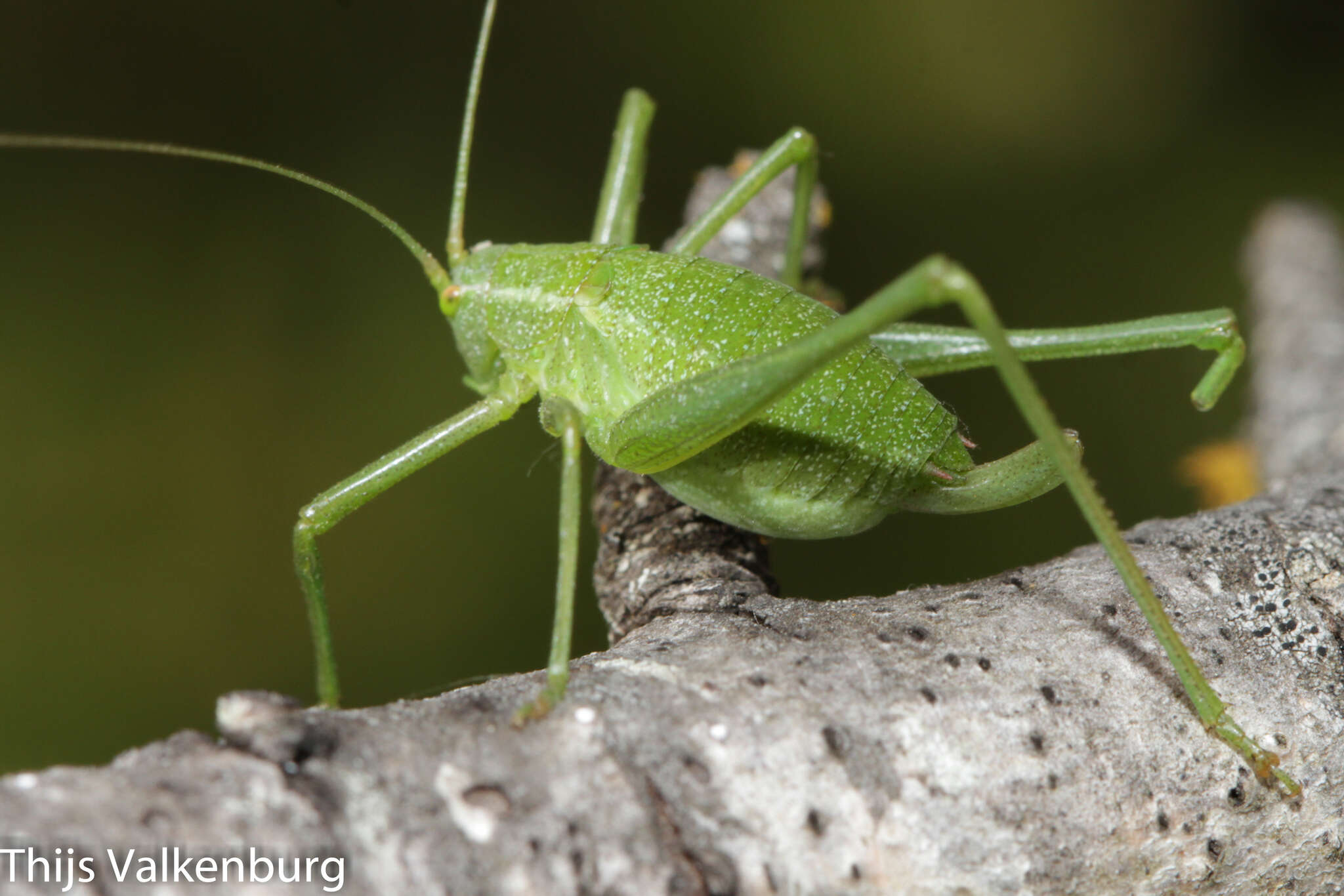 Sivun Odontura (Odontura) glabricauda (Charpentier 1825) kuva