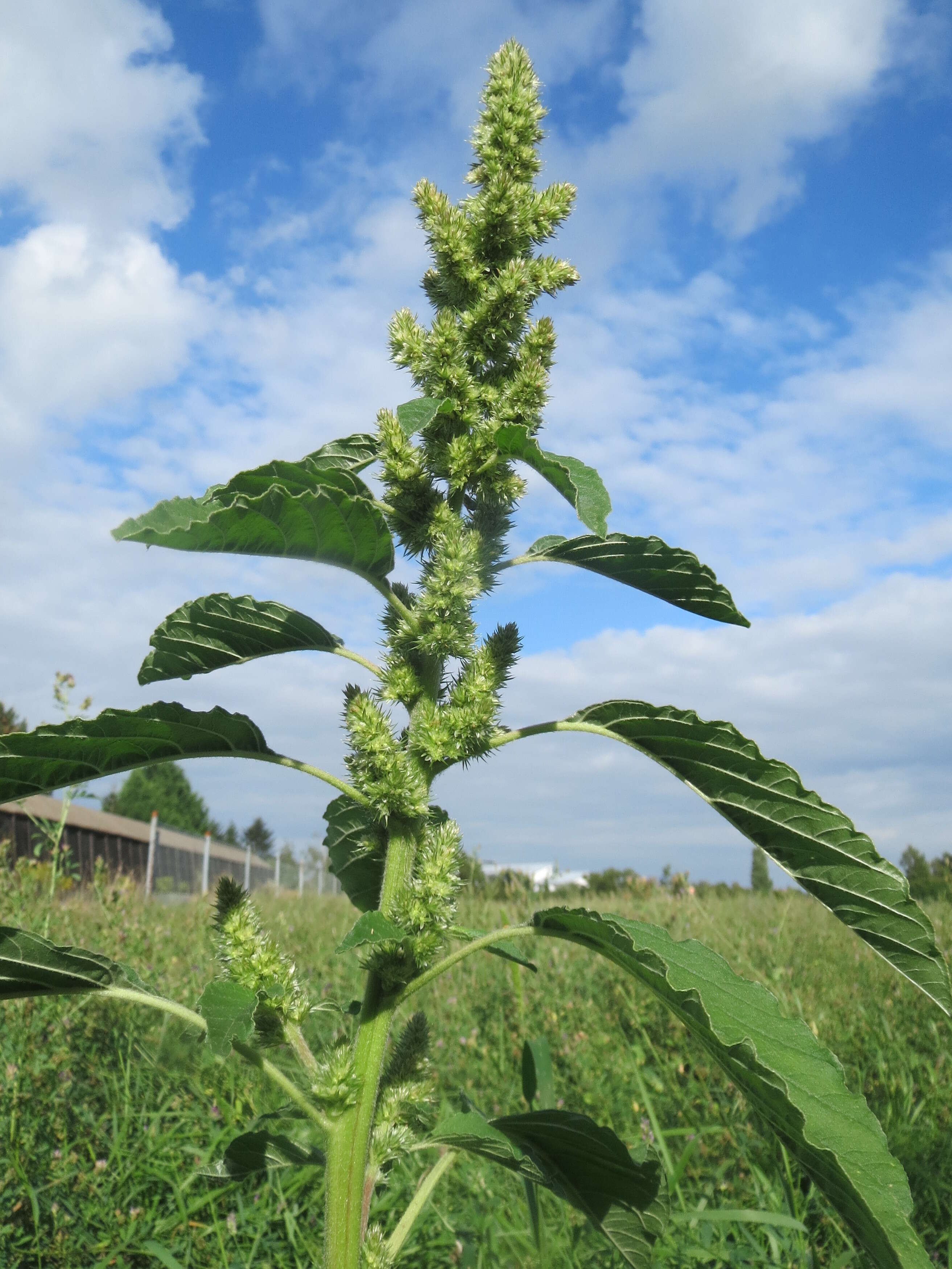 صورة Amaranthus retroflexus L.