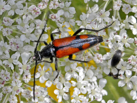 Imagem de Stenurella (Priscostenurella) bifasciata (Müller 1776)