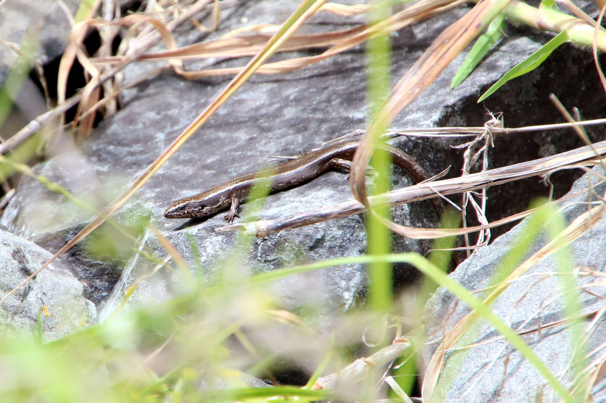 Image of Brown Skink