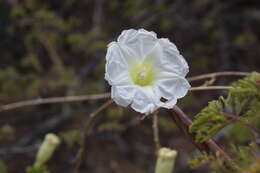 Image of Ipomoea pseudoracemosa G. D. Mc Pherson