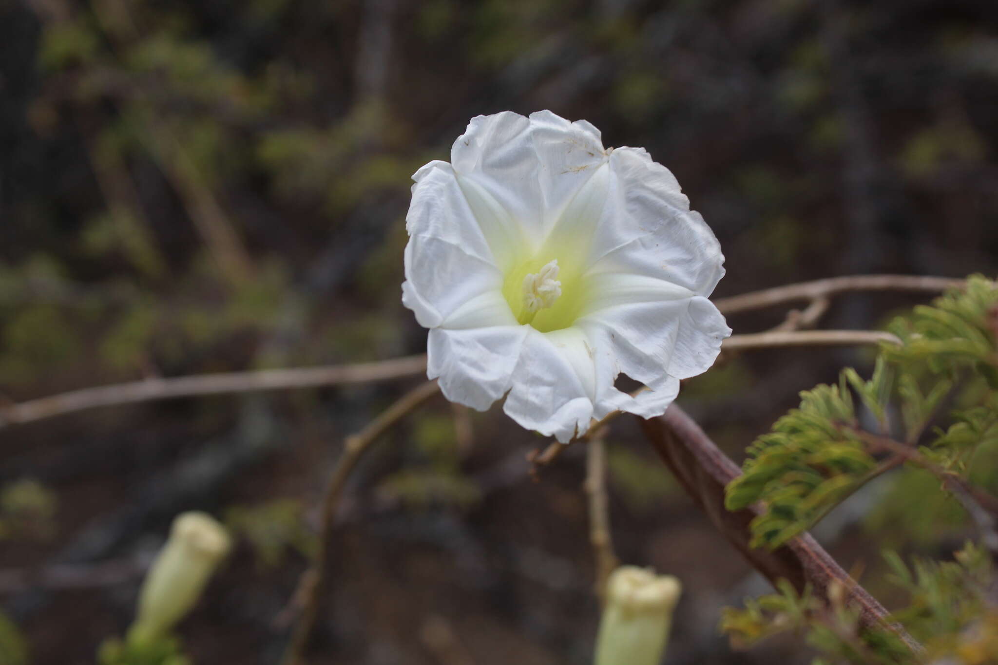 Imagem de Ipomoea pseudoracemosa G. D. Mc Pherson