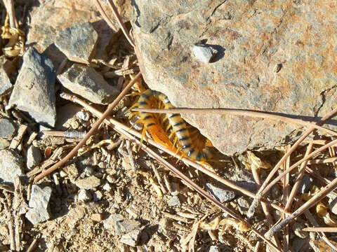 Image of Scolopendra cingulata Latreille 1829