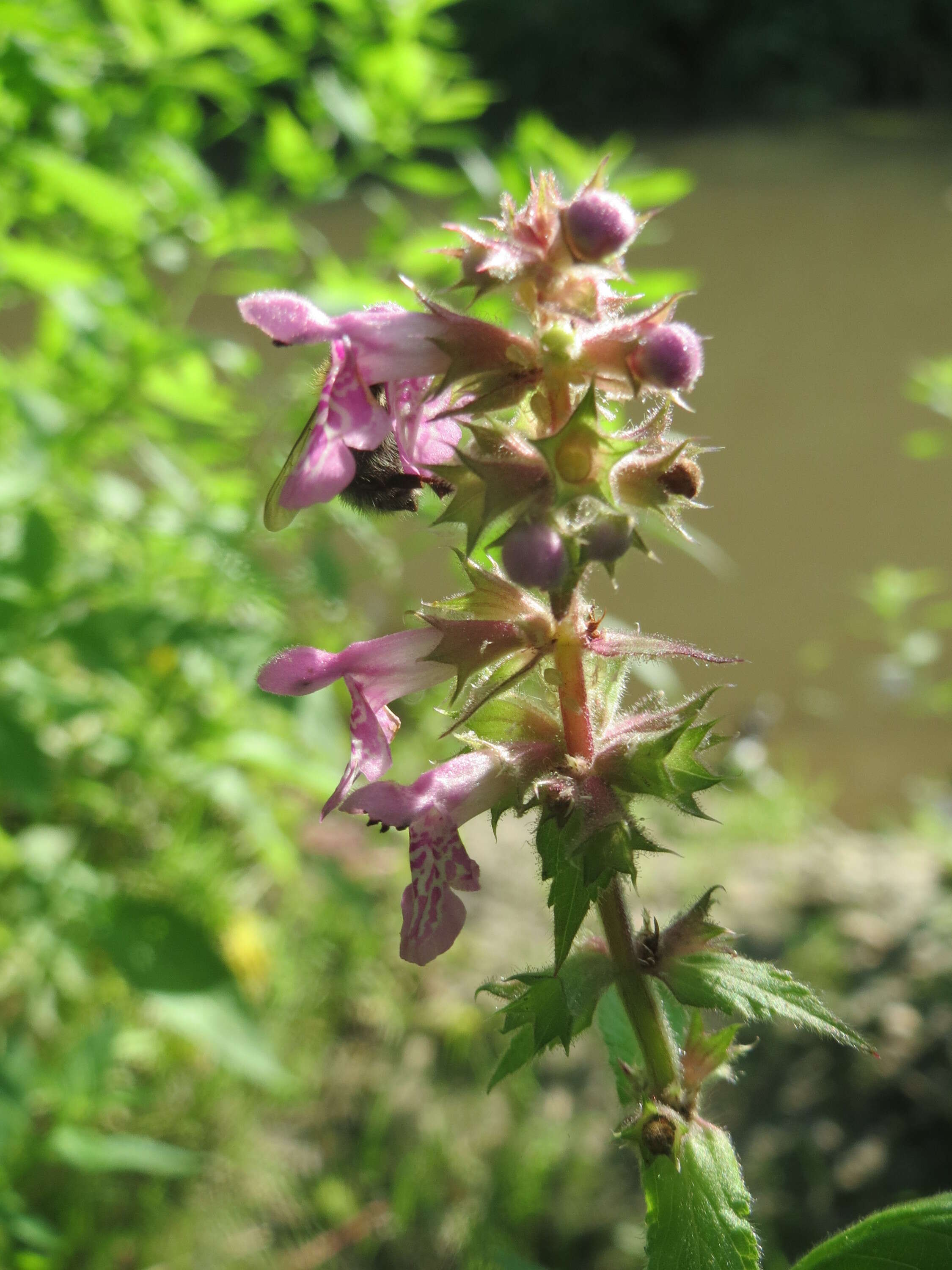 Image of Hedge-nettle