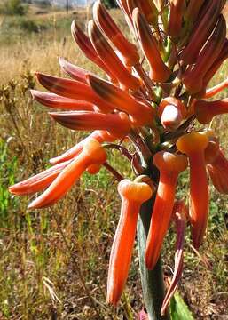 Aloe maculata subsp. maculata resmi