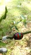 Image of cotton harlequin bug