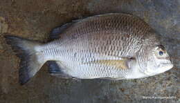 Image of Black Bream