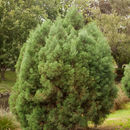 Image of Dwarf Cypress-pine
