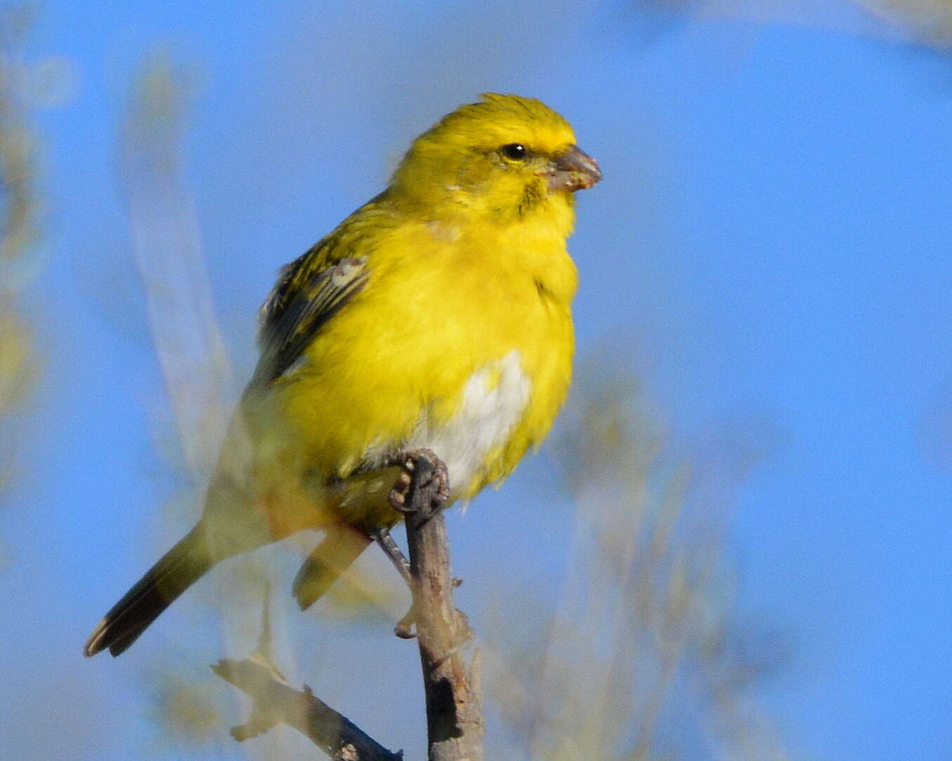 Image of Yellow Canary