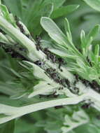 Image of Aphid