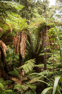 Image of Rough Tree Fern