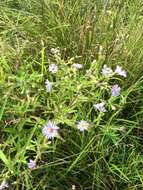 Image of purplestem aster