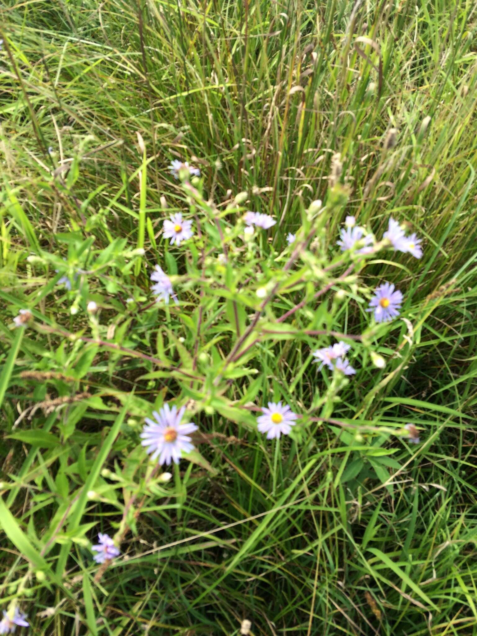 Image de Symphyotrichum puniceum (L.) A. Löve & D. Löve