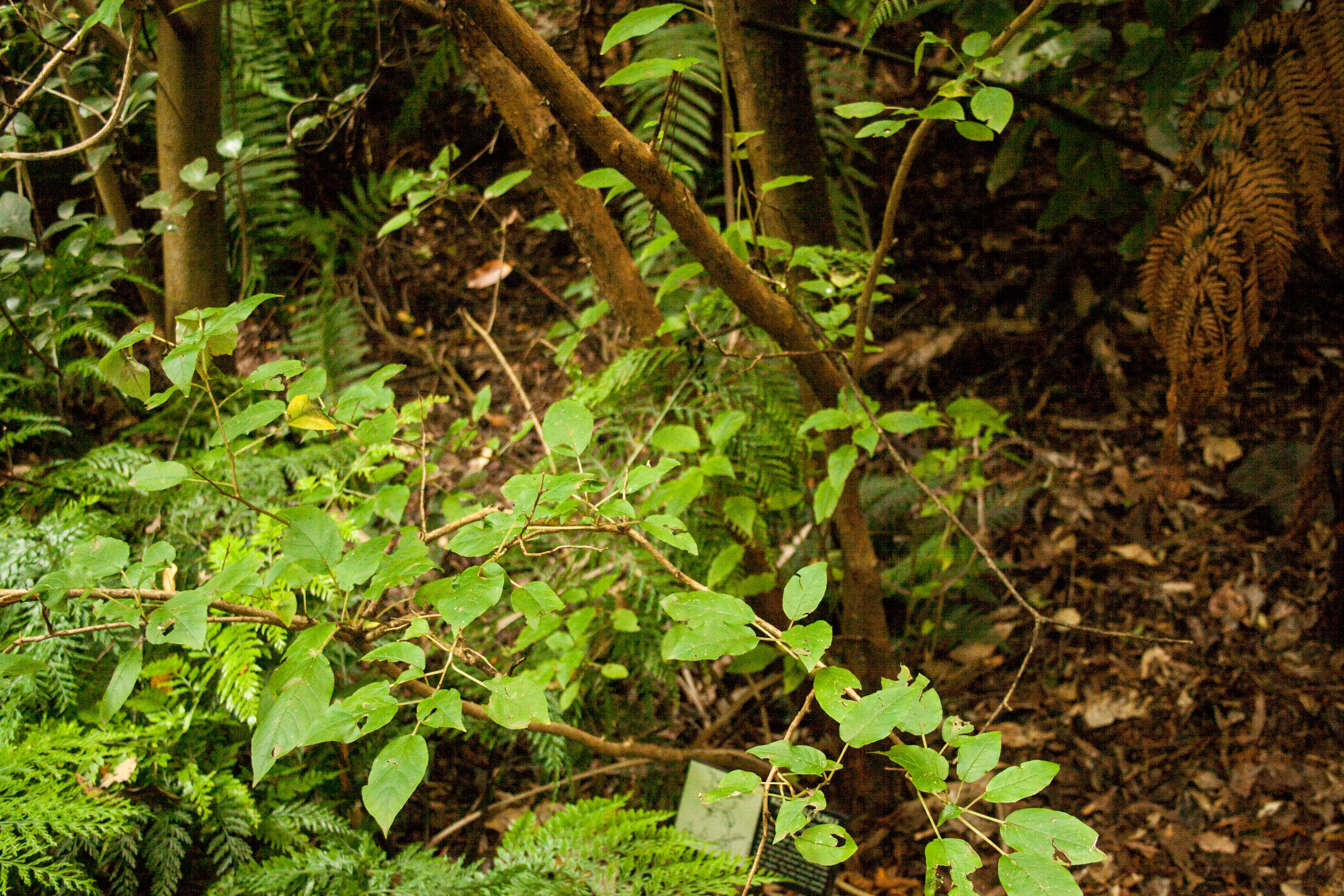 Image of New Zealand fuchsia