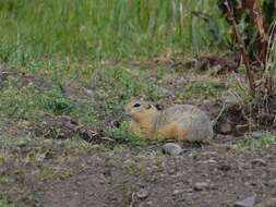 Image of Richardson's ground squirrel