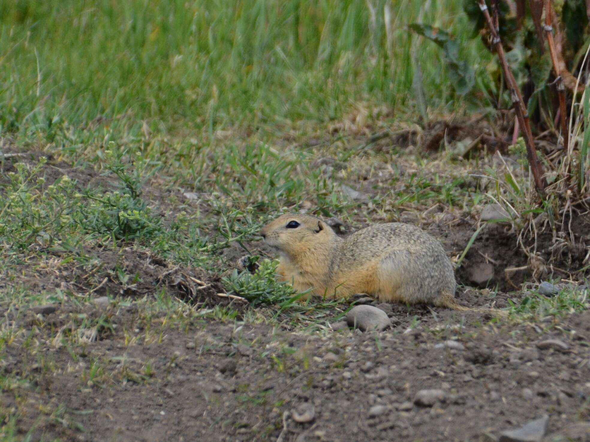 Image of Richardson's ground squirrel